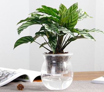 宁波植物出租公司，打造独特绿色景观超厉害！